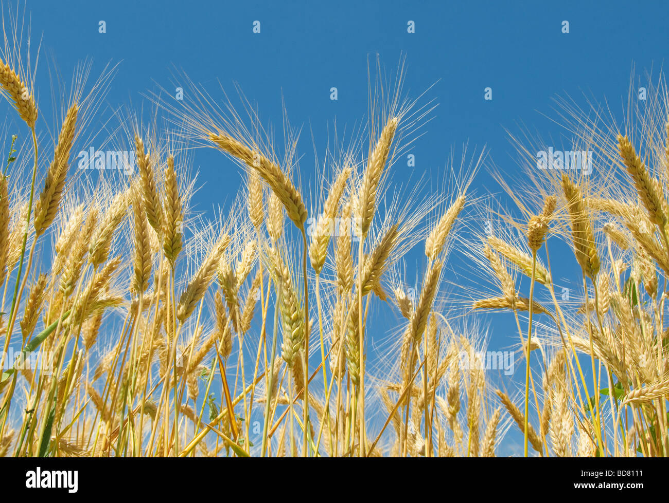 Weizenfeld Stockfoto