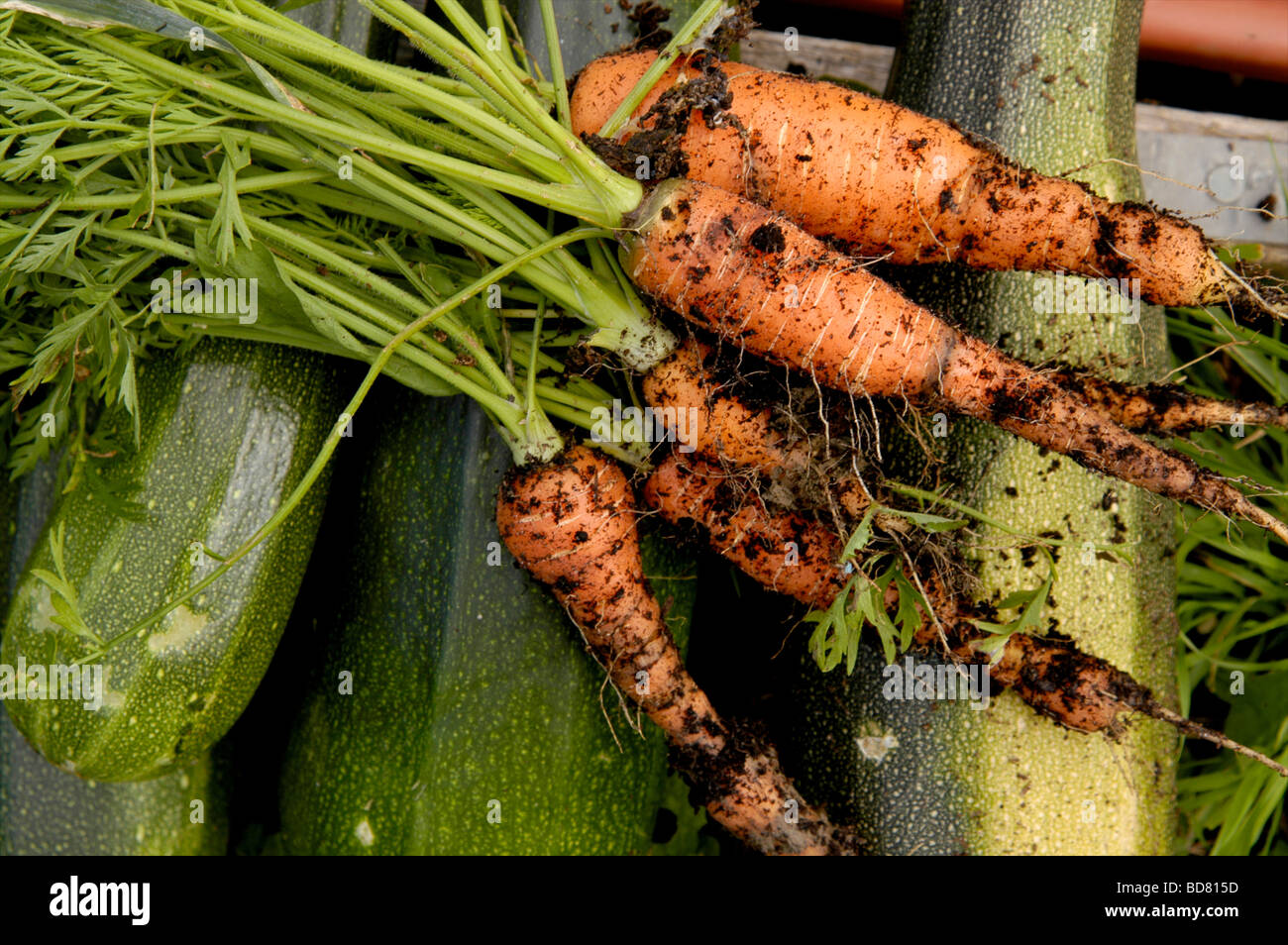 Frisch gegrabene Möhren mit grünen Triebe bedeckt mit Erde auf einem Bett von grünen Zucchini in einem englischen Garten UK Stockfoto