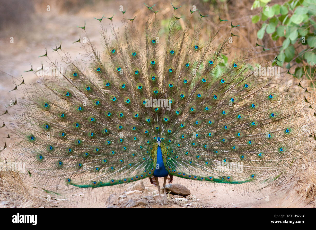 Indischen Pfauen tanzen in der Mitte Weg Dschungel Straße im Ranthambore Tiger Reserve, Rajasthan Indien. (Pavo Cristatus) Stockfoto