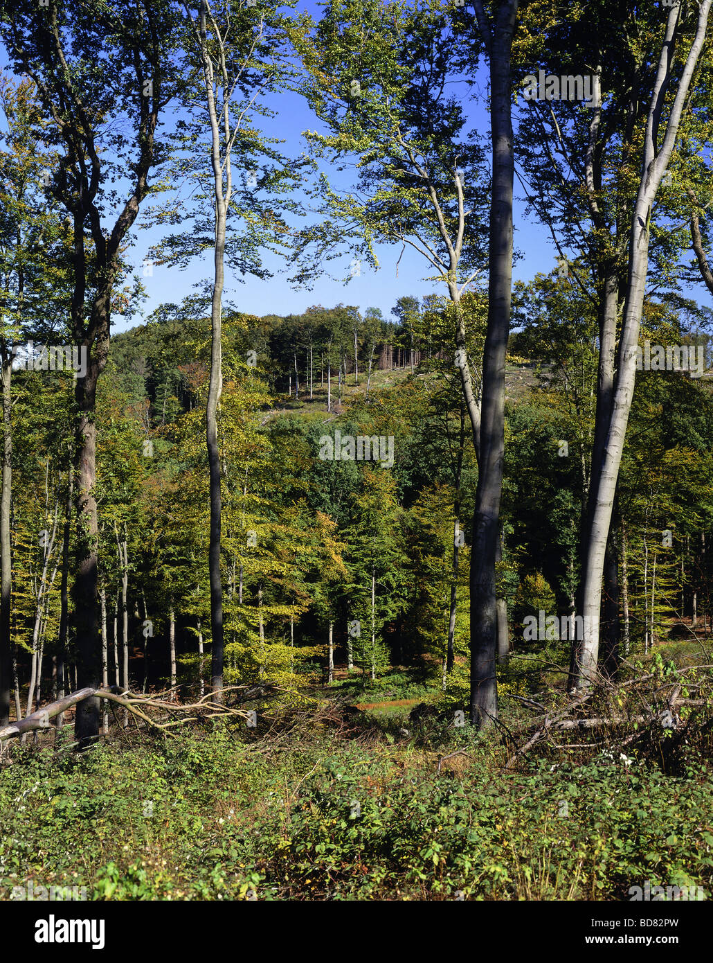 Homert Waldschäden sauerland -Fotos und -Bildmaterial in hoher Auflösung – Alamy
