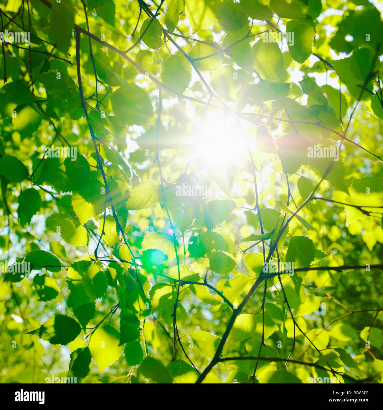 Sonne funkeln über Buche und Blätter im Frühjahr. (Fagus sylvatica) - Sonnenlicht durch Bäume - Photosynthese Natur Hintergrund Stockfoto