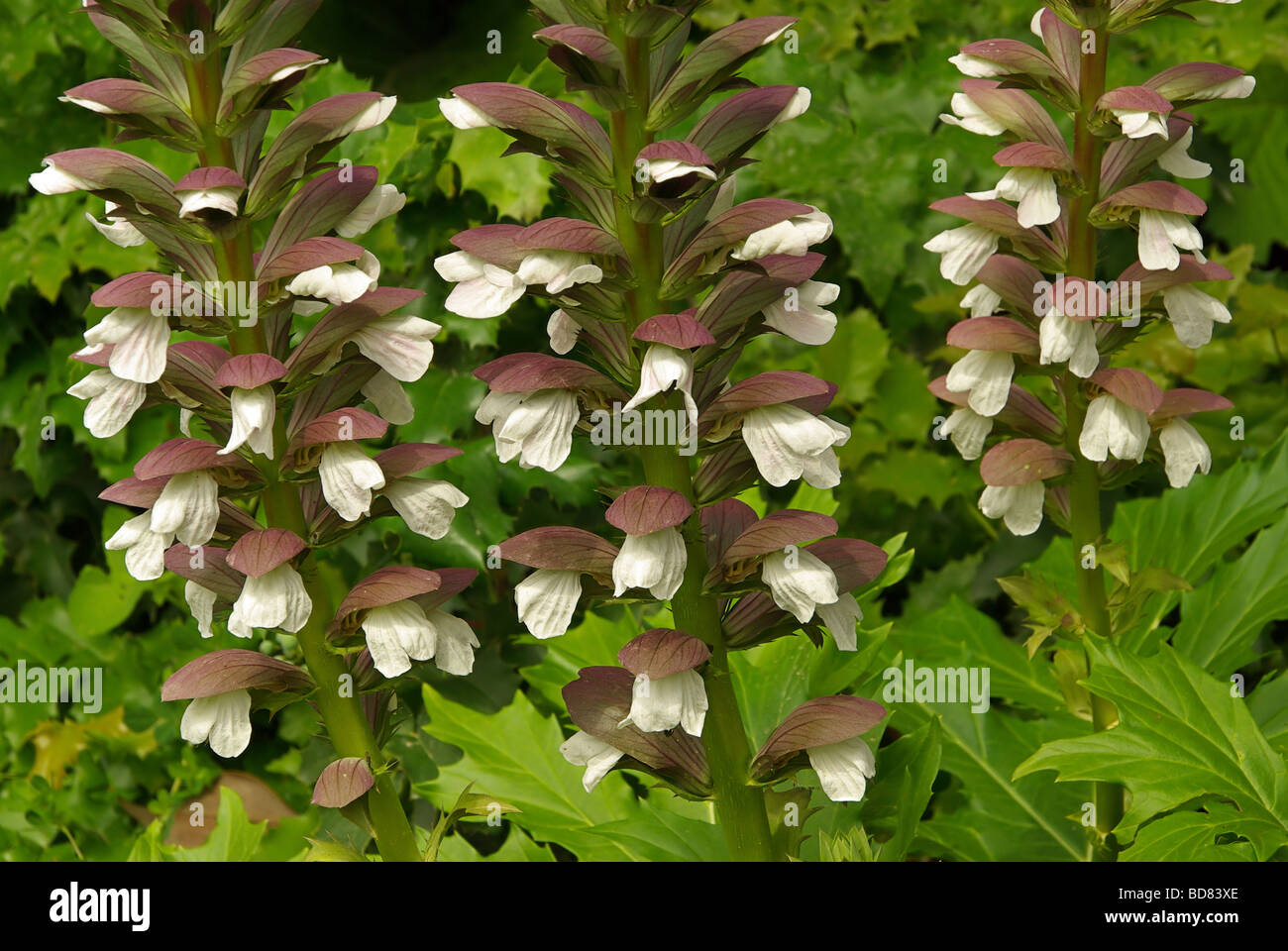 Acanthus Mollis 01 Stockfotografie Alamy