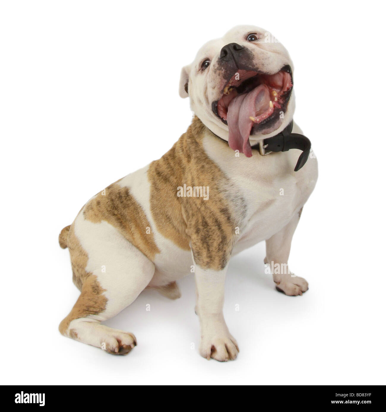 Englische Bulldogge (Canis Lupus F. Familiaris) sitzen und Keuchen Stockfoto