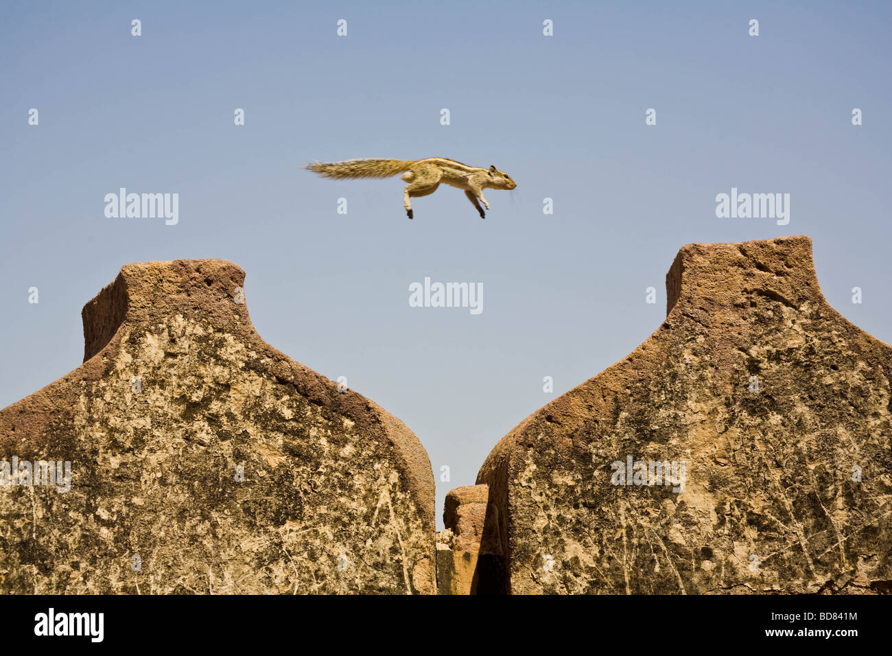 Ein Grundeichhörnchen in der Luft Sprünge zwischen den Mauern der Festung Jodhpur Stockfoto