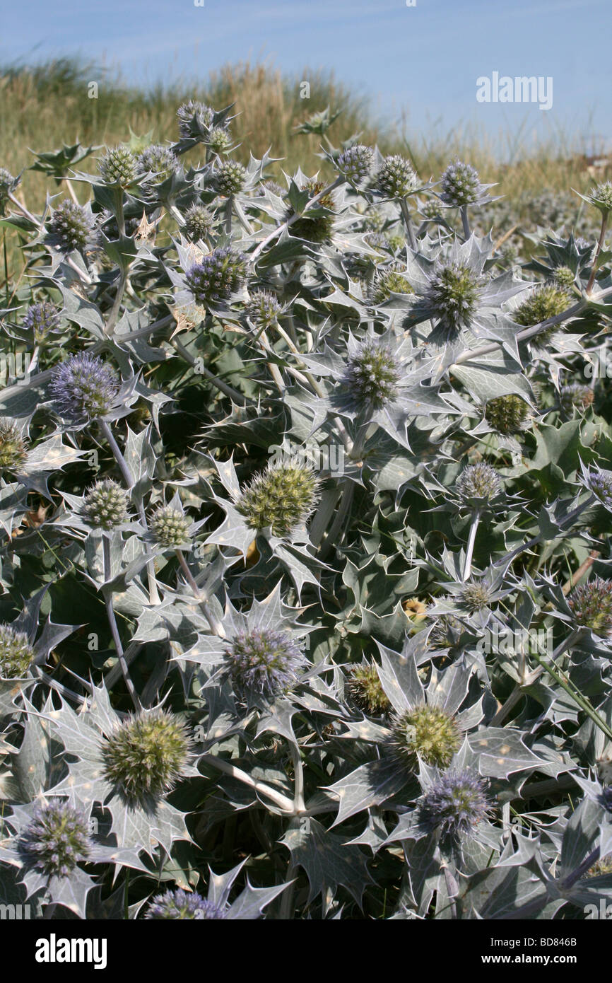 Meer-Holly Eryngium Maritimum, Crosby Strand, Merseyside, UK Stockfoto