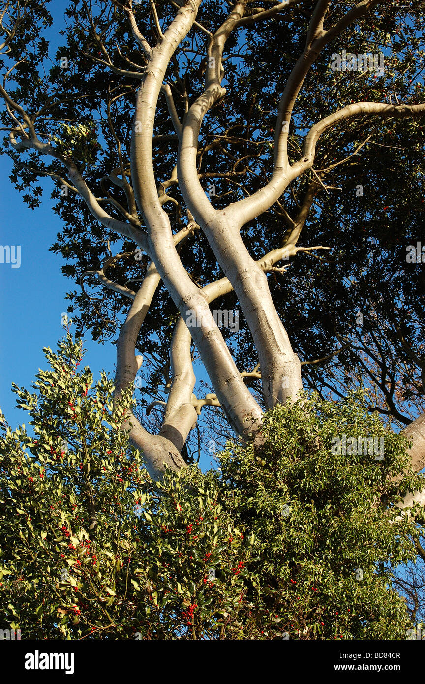 Holly Baumstämme und Äste Stockfoto