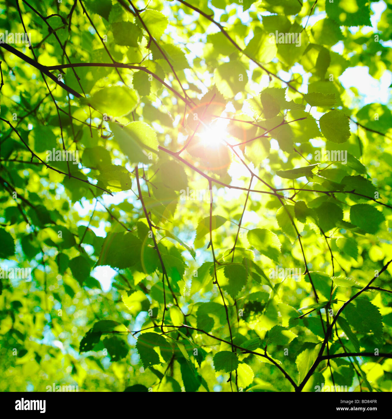 Sonne funkeln über Buche Blätter im Frühjahr. (Fagus sylvatica) - photsynthesis Natur Hintergrund. Stockfoto