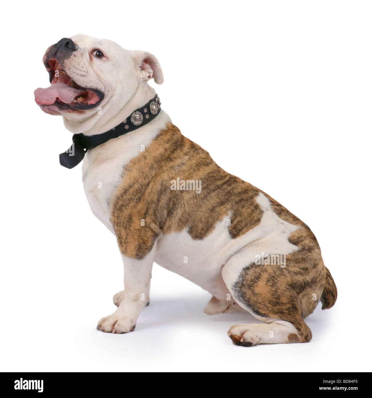 Englische Bulldogge (Canis Lupus F. Familiaris) sitzen und schauen aufmerksam Stockfoto