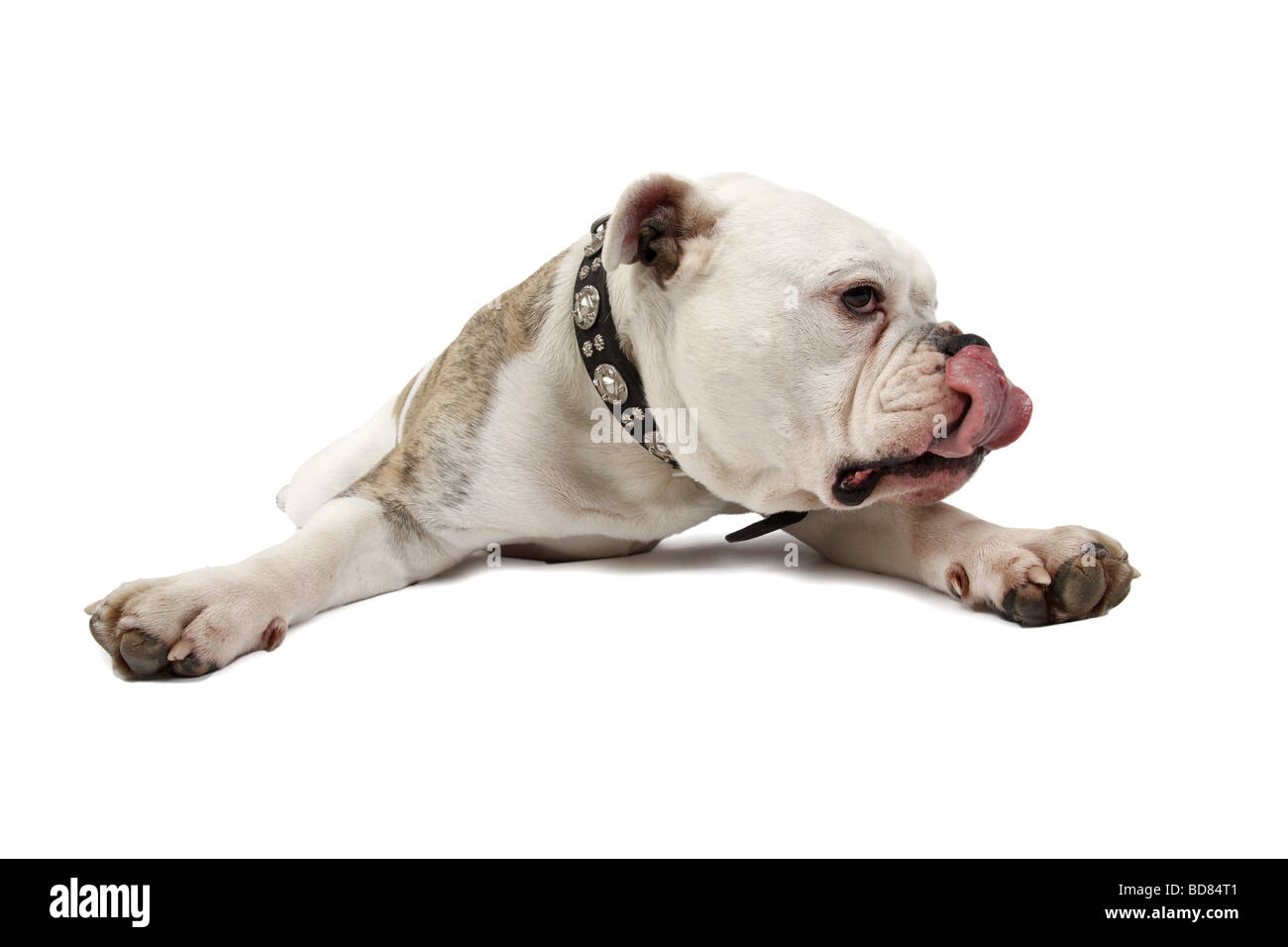 Englische Bulldogge (Canis Lupus F. Familiaris), liegend mit gespreizten Vorderbeinen auf den Boden und leckt die Nase Stockfoto