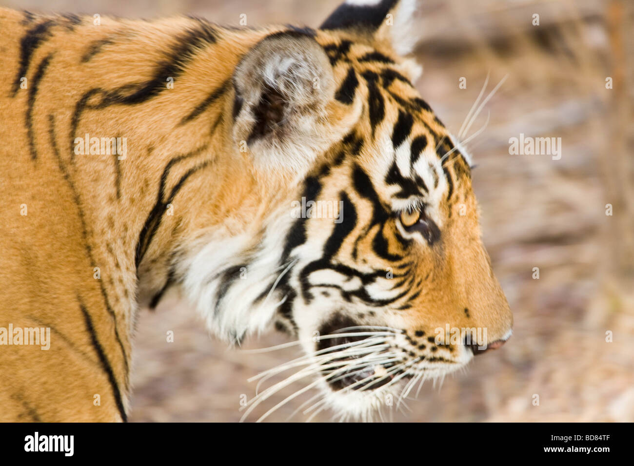 Schließen Sie erschossen von einem männlichen Tiger in Ranthambore Park, Indien Stockfoto