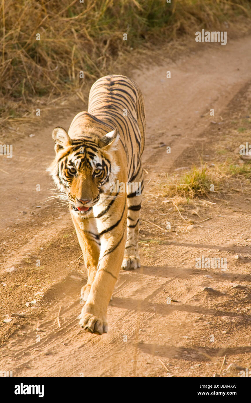 Eine junge männliche Tiger hinunter eine Spur in Ranthambore Park, Rajasthan, Indien Stockfoto