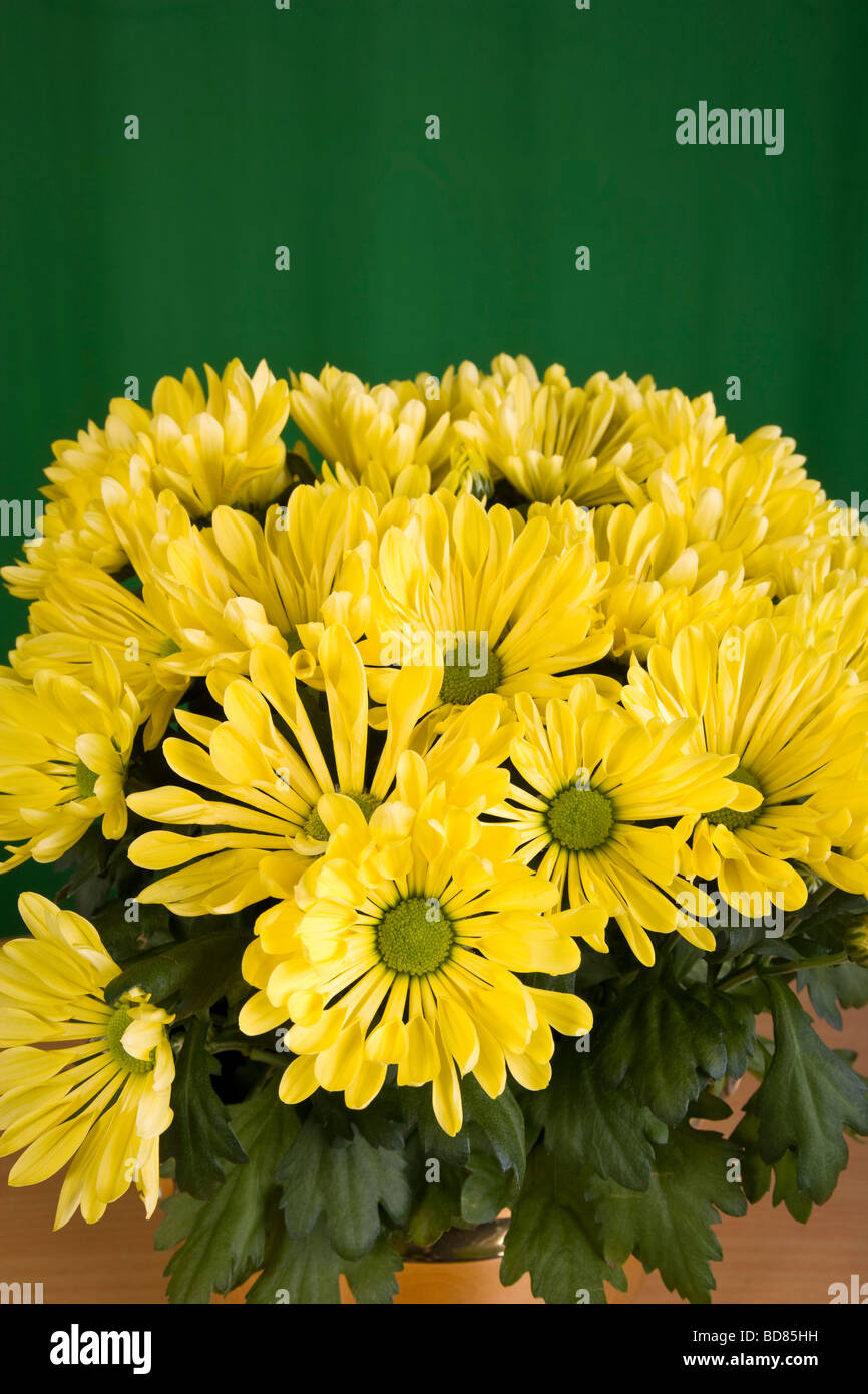 Chrysantheme Im Topf Stockfotos und bilder Kaufen Alamy