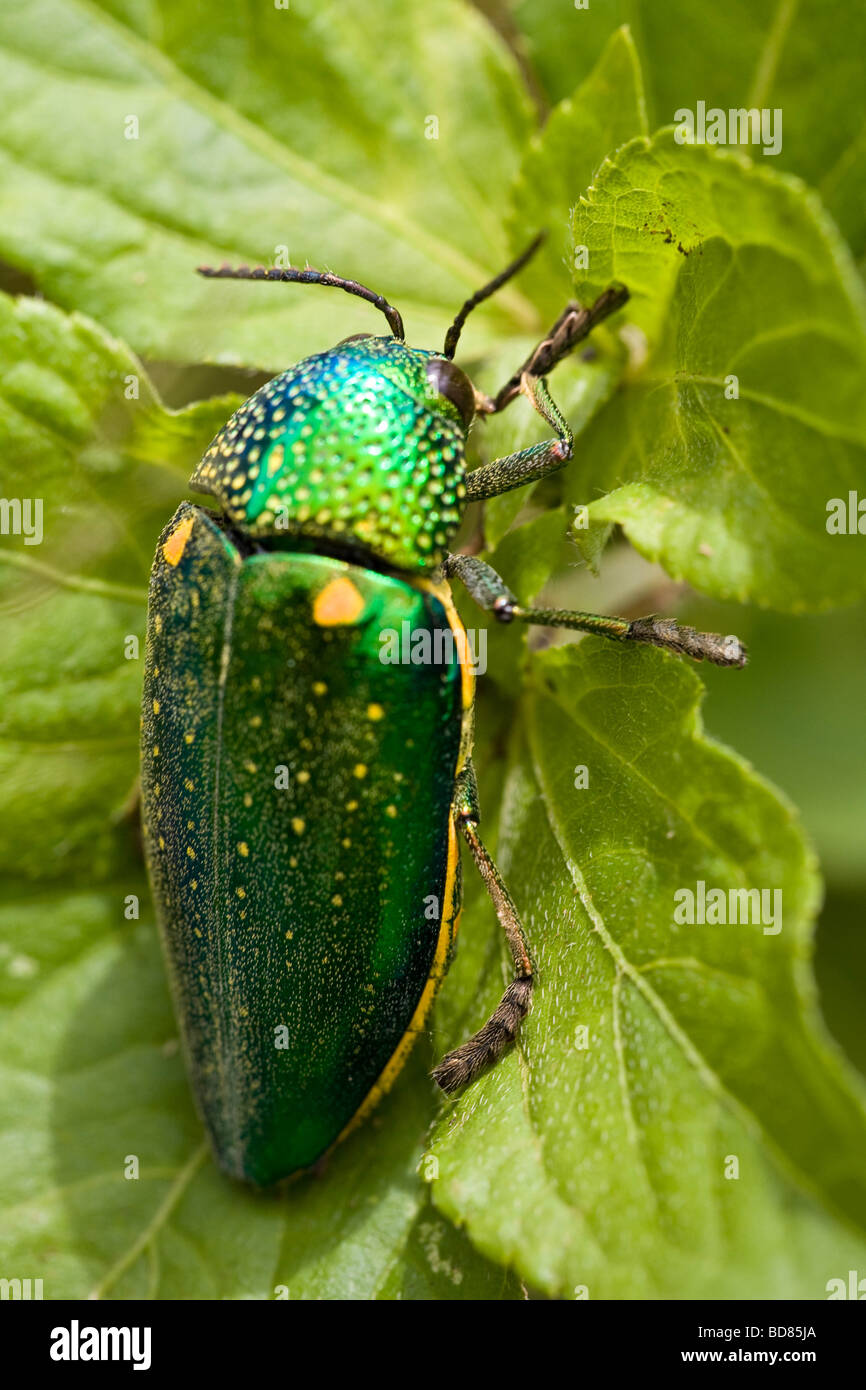 Metallische grüner Käfer von einem Straßenrand auf dem Bolaven-Plateau-Laos Stockfoto