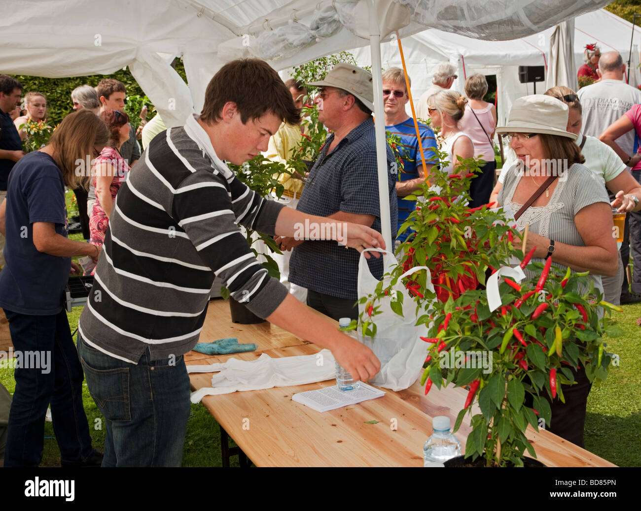 Menschen kaufen Chilipflanzen. West Dean Chilli Fiesta, West Sussex, England, UK. Stockfoto