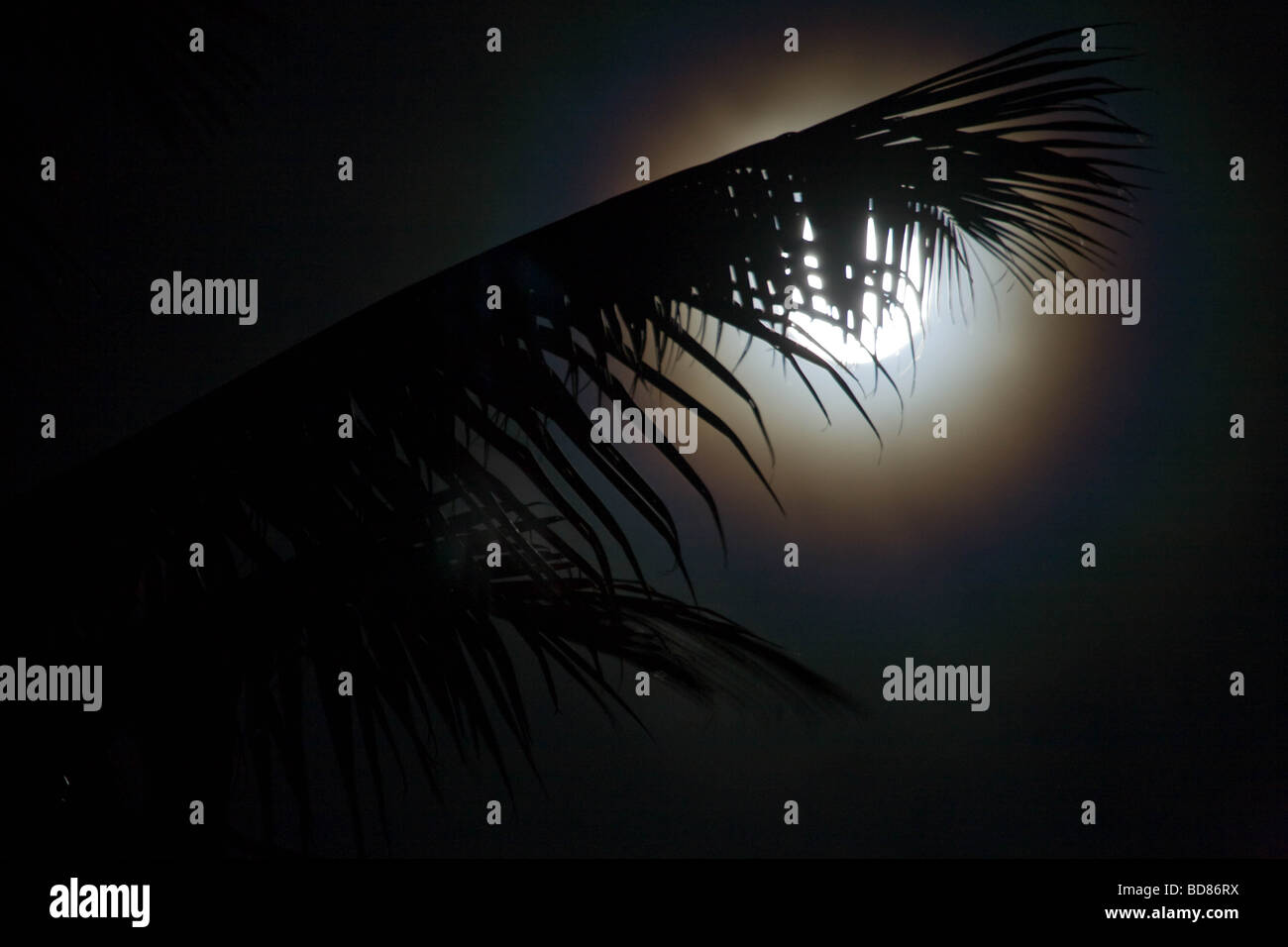 Vollmond über Palmen auf Ambrym Stockfoto