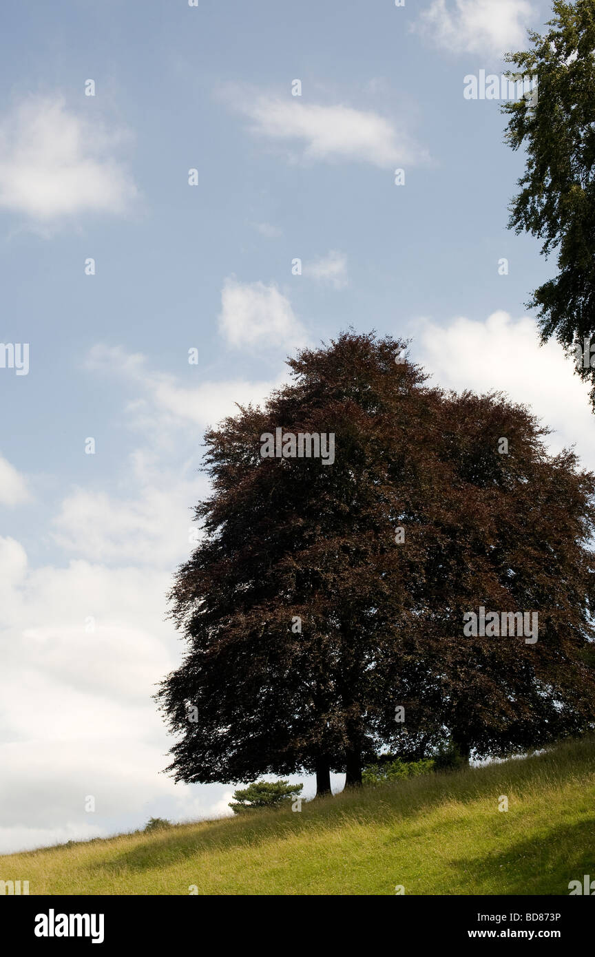 Fagus Sylvatica F. Purpurea. Blutbuche Baum in der englischen Landschaft. Gloucestershire. UK Stockfoto