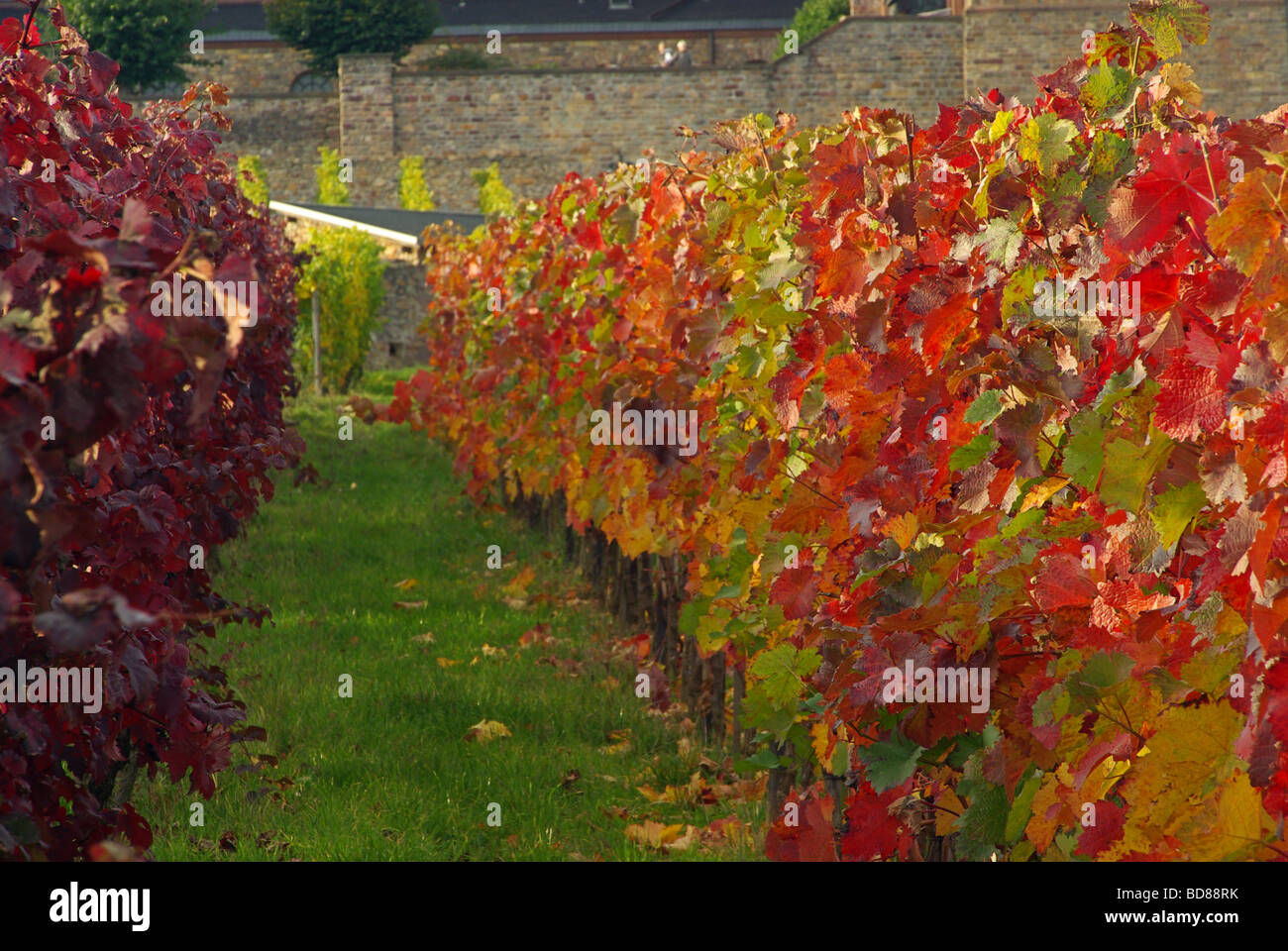 Rüdesheim-Abtei St. Hildegard Rüdesheim Eibingen Abtei 16 Stockfoto