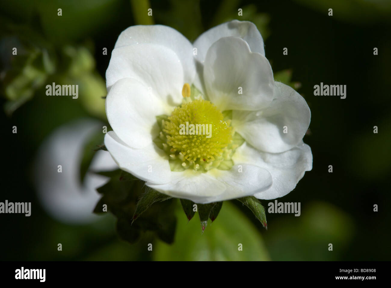 Blume des Loran verschiedener Garten Erdbeere Fragaria X ananassa wächst in einem Garten in England Stockfoto