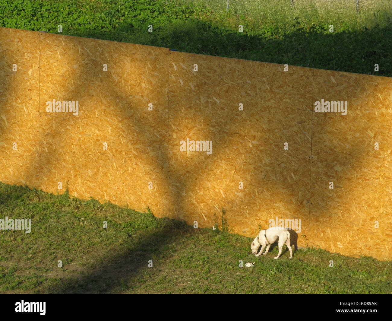 Hund und langen hölzernen Hochbarriere im Feld in der Sonne Stockfoto