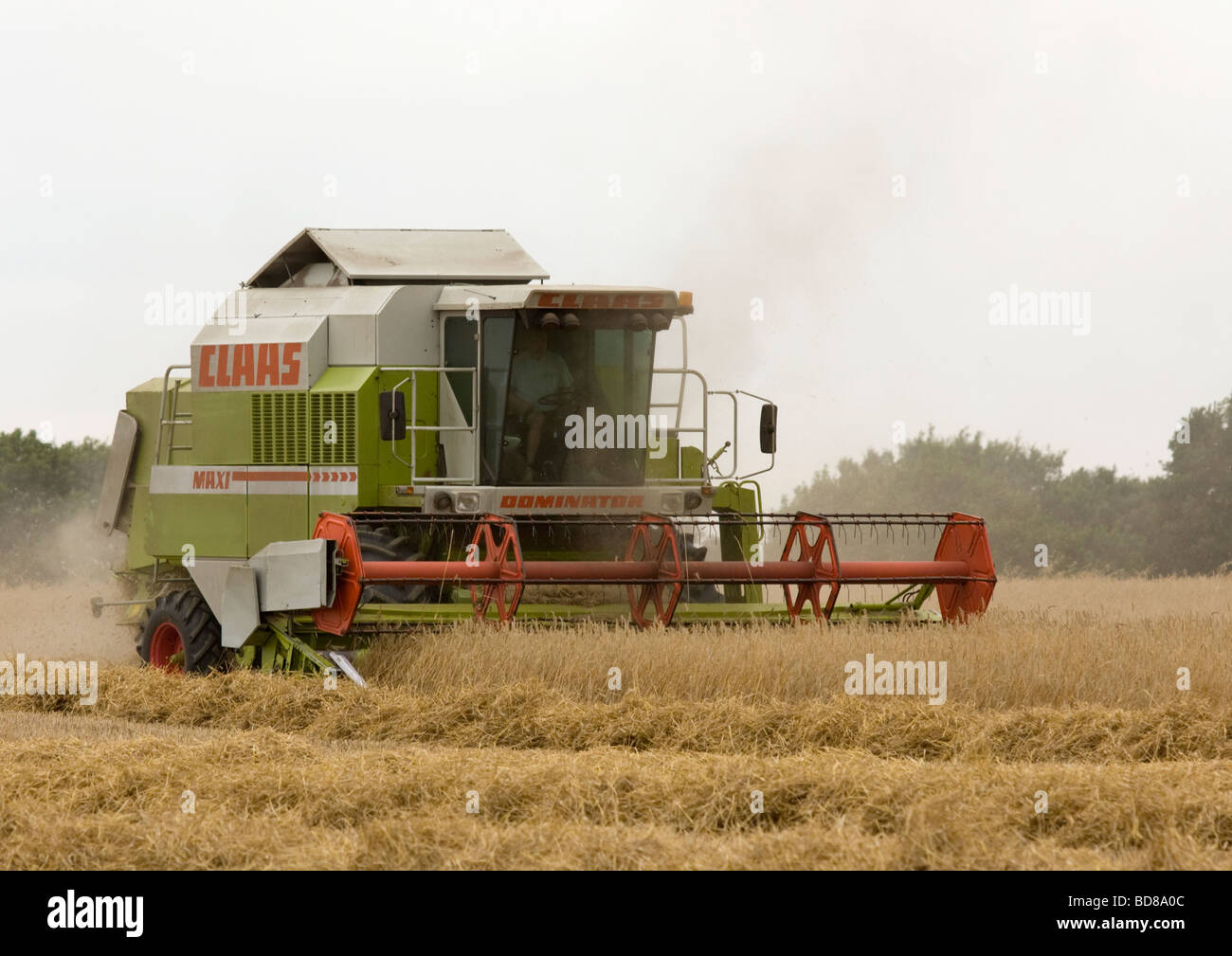 Kombinieren Sie Mähdrescher Feld schneiden Weizen Stockfoto