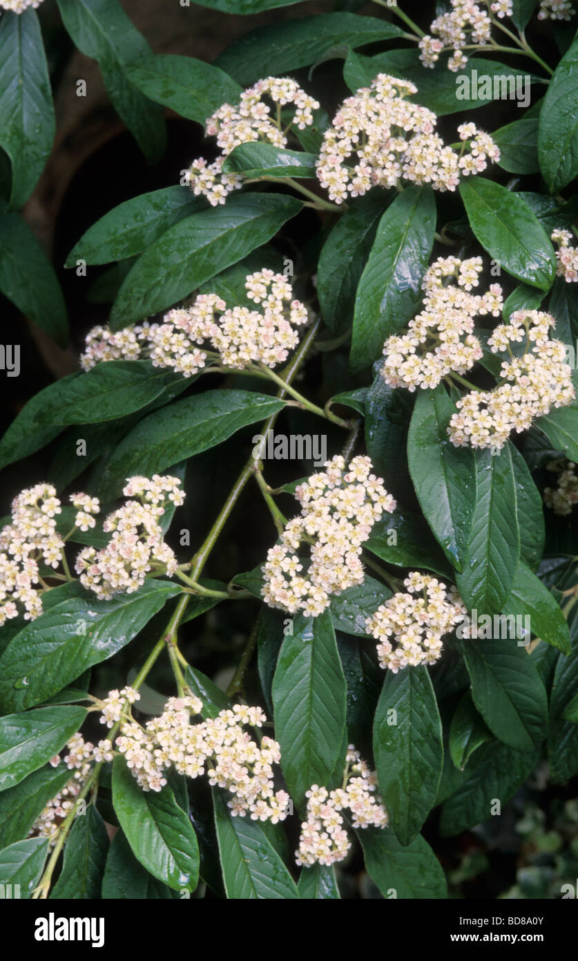 Zwergmispel Salicifoliius Rothschilianus Stockfoto