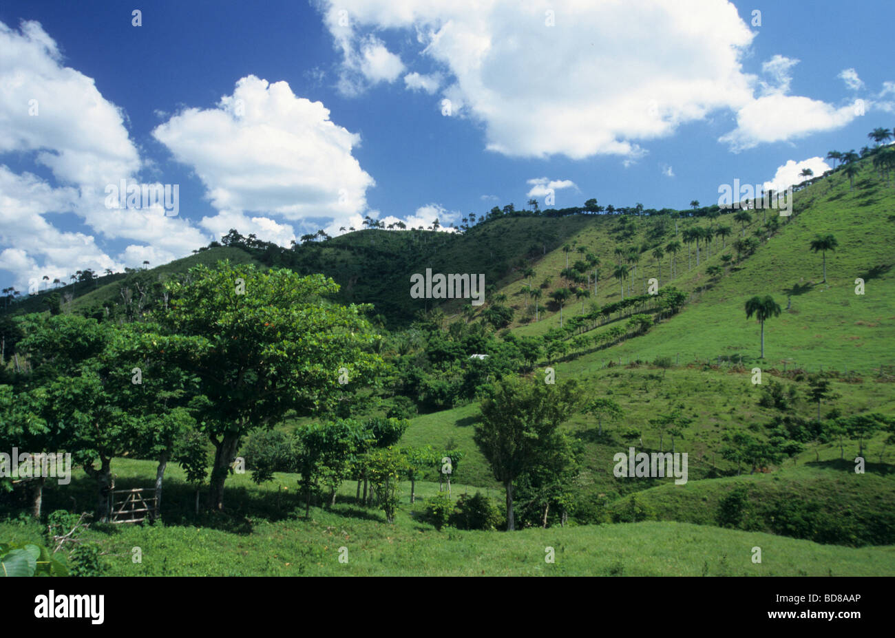 Pastorale Felder für Kühe in den Hügeln der Provinz La Altagracia im Südosten der Dominikanischen Republik Island - Caribbean Stockfoto