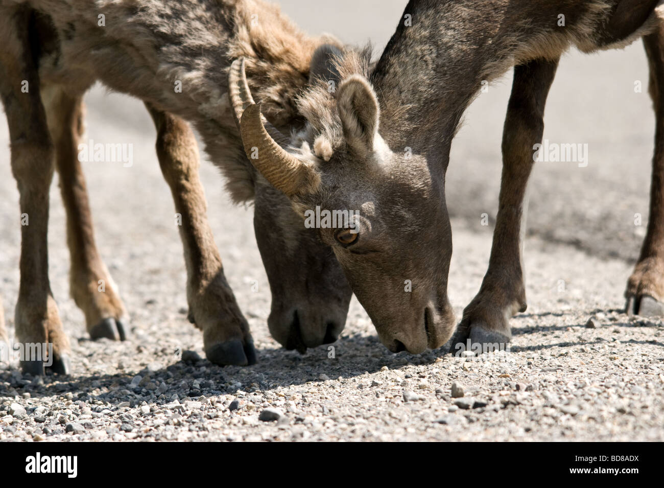 Dickhornschafe Fütterung aus Streusalz. Stockfoto