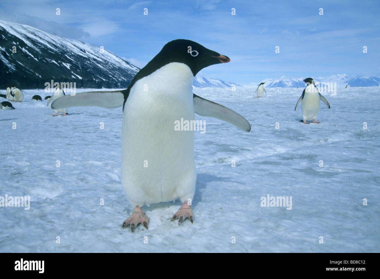 Adelie-Pinguine (Pygoscelis Adeliae) neugierig, Ross-Meer, Antarktis Stockfoto