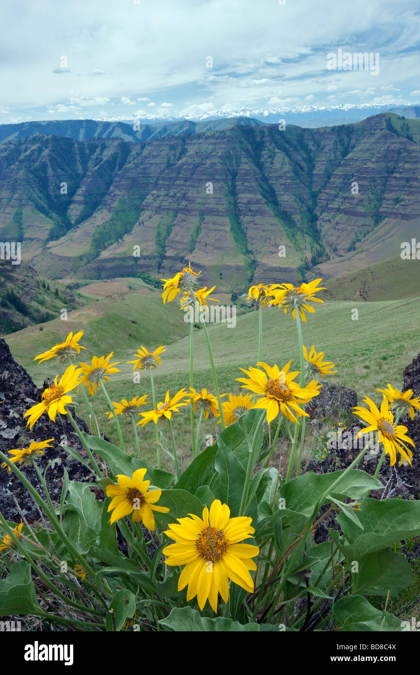 Imnaha Canyon mit Balsomroot Blumen Hells Canyon National Recreation Area-Oregon Stockfoto