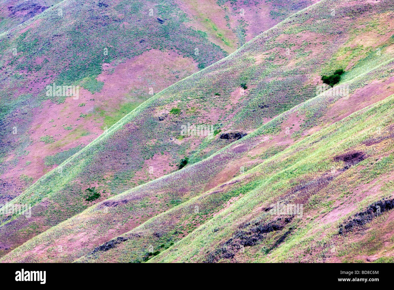 Frühlingsfarben in Hügeln im Wallowa County Oregon Stockfoto