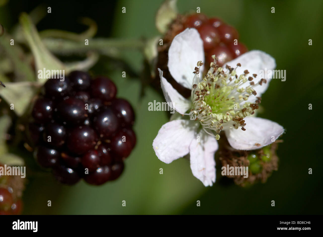 gemeinsamen Brombeere Rubus Fruticosus Blume und Brombeeren wachsen auf einer wilden Dornstrauch in einem Garten im Vereinigten Königreich Stockfoto