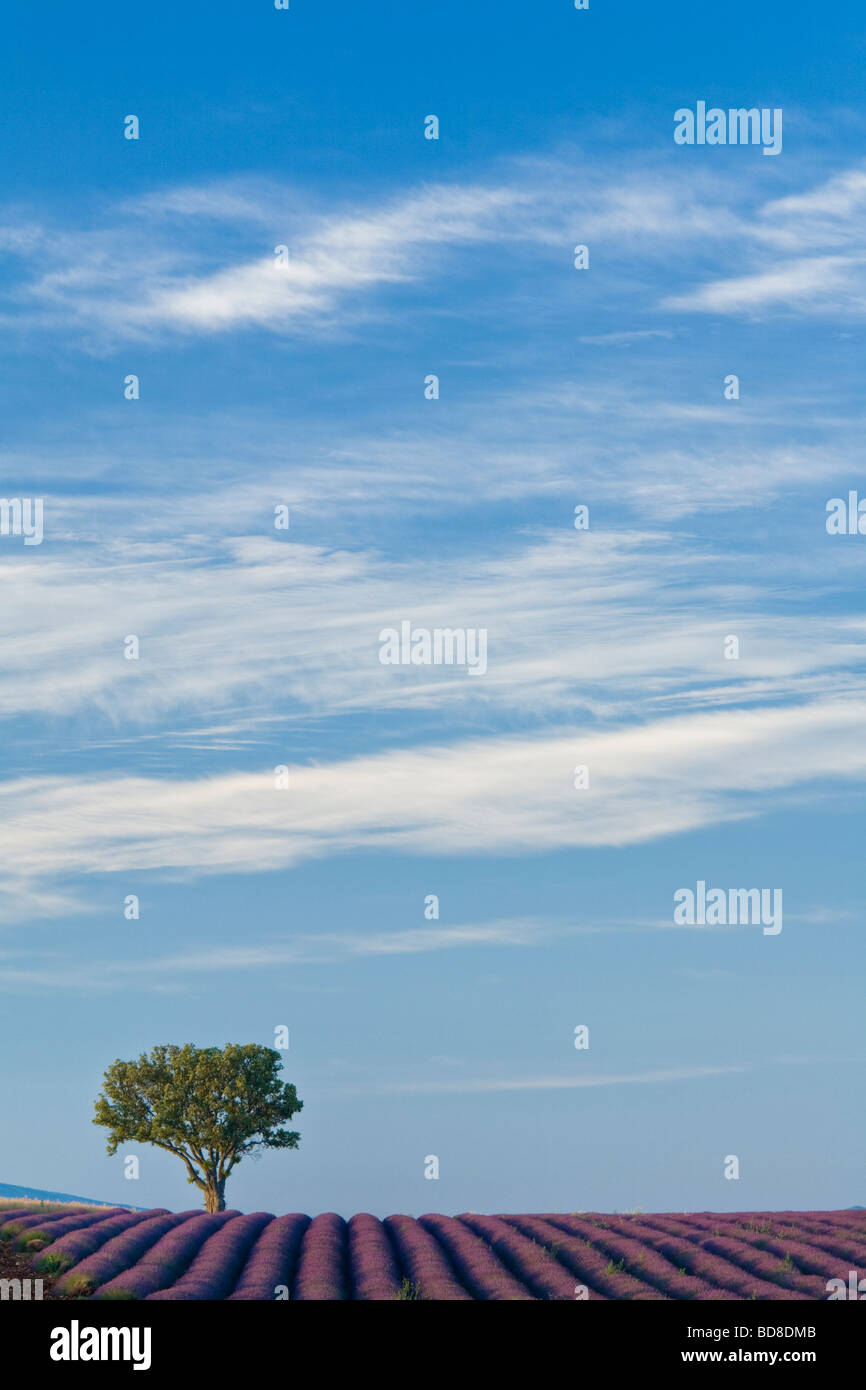 Baum in Lavendelfelder der Provence alpescote d'Azur, Frankreich Stockfoto