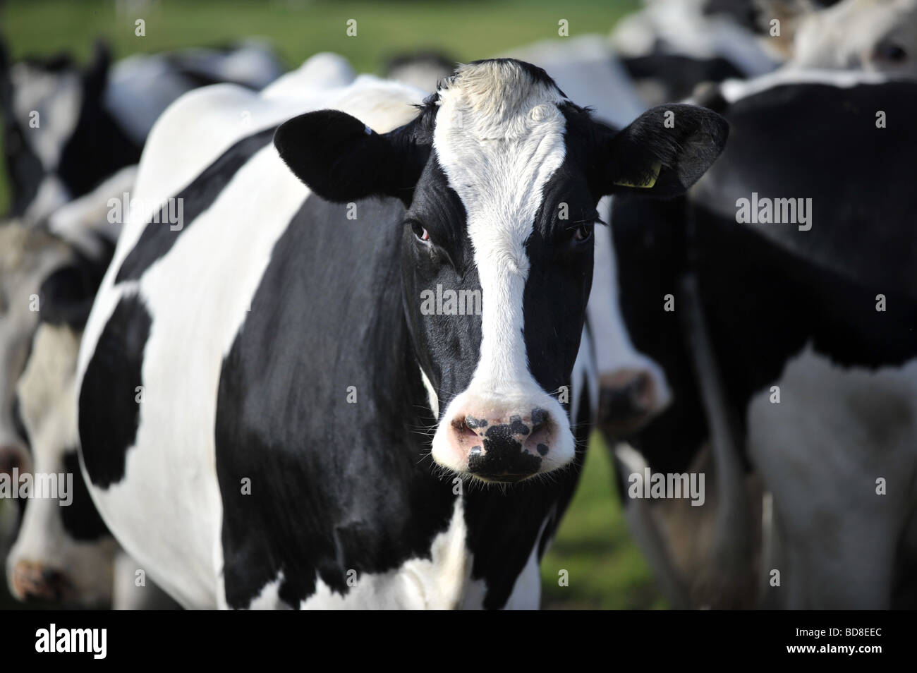 Holstein Friesan Milchkühe auf einem Hof, uk Stockfoto