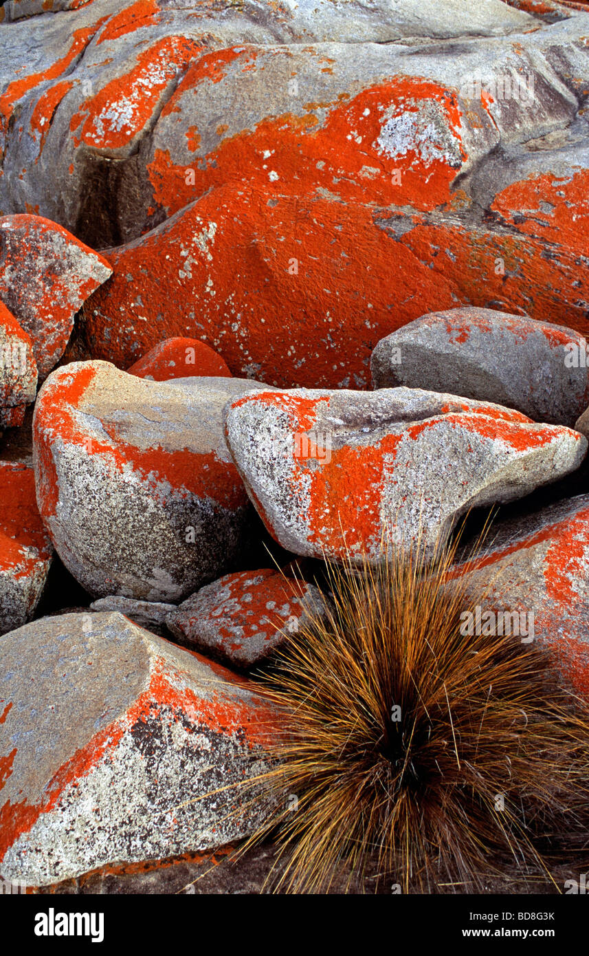 Leuchtend rote Flechten auf Granitfelsen in der Nähe von Bicheno an der Ostküste Tasmaniens Stockfoto