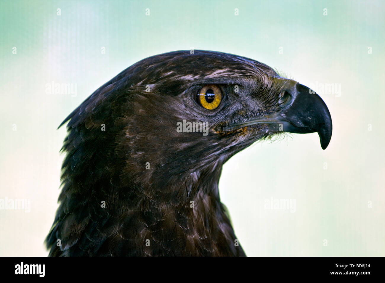 Schwarzer Adler Aquila Verreauxii des südlichen Afrikas Stockfoto