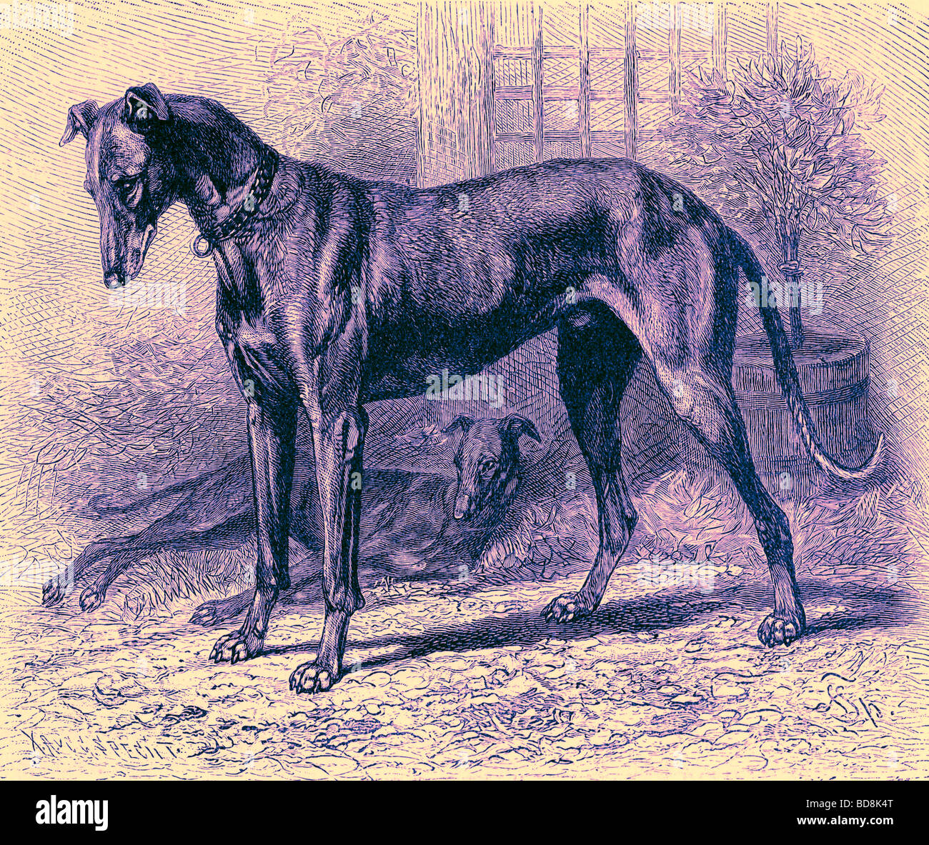 Englischer Windhund The Royal Natural History Ed Richard Lydekker Frederick Warne 1896 Stockfoto