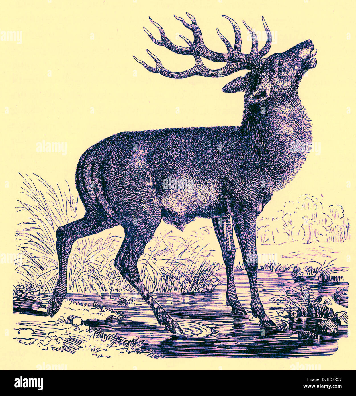 Red Deer an einem Pool das Royal Natural History Ed Richard Lydekker Frederick Warne 1896 Stockfoto