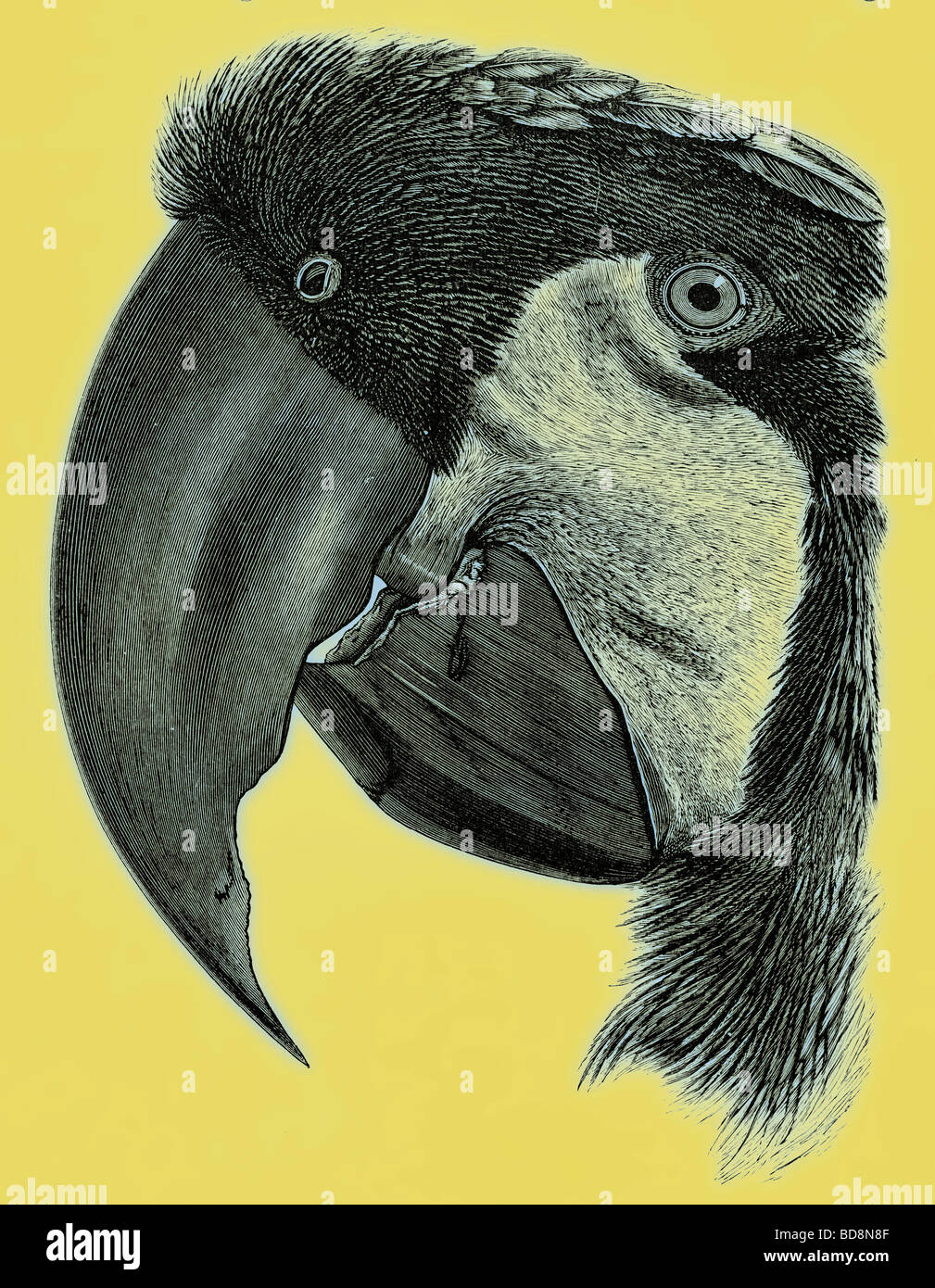 Kopf des großen Black Kakadu mit Crest deprimiert das Royal Natural History Ed Richard Lydekker Frederick Warne 1896 Stockfoto