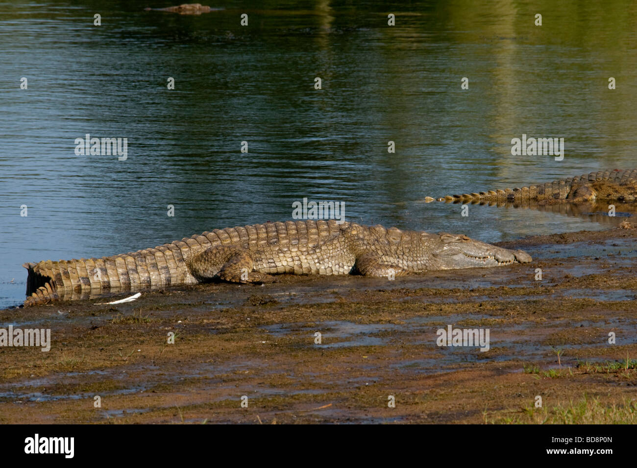 Nil-Krokodil (Crocodylus Niloticus). Am Ufer des Nyamithi Pan. Ndumo Game Reserve, Kwazulu-Natal, Südafrika. Stockfoto