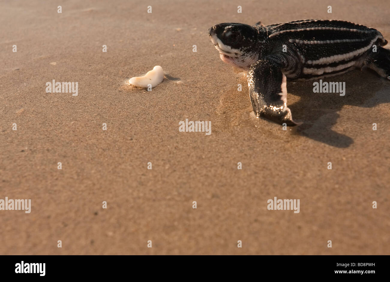 Leatherback Seeschildkröte Jungtier krabbeln in Richtung Ozean Stockfoto