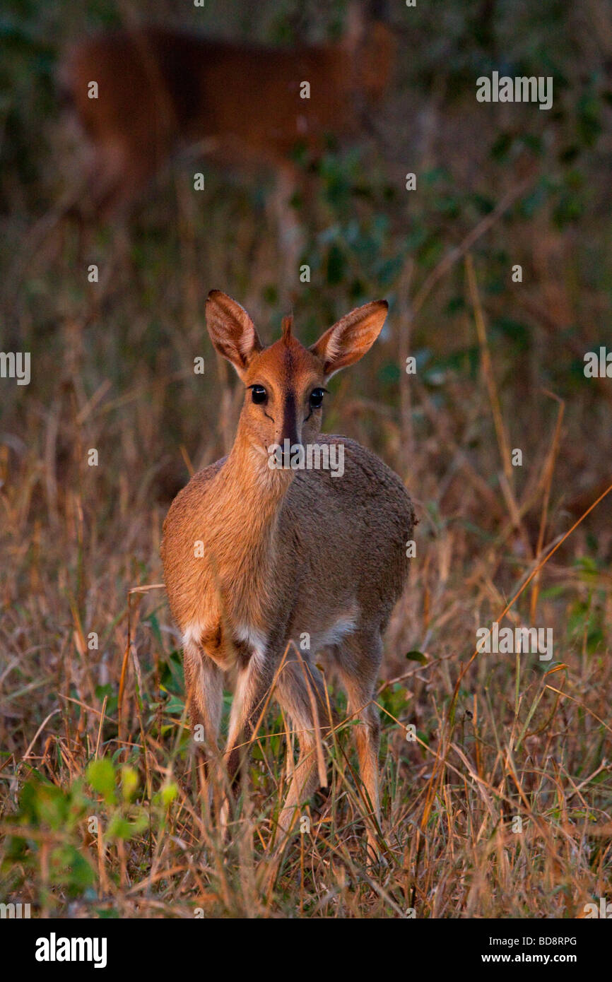 Graue Duiker (Sylvicapra Grimmia). uMkhuze Game Reserve, Kwazulu-Natal, Südafrika. Stockfoto