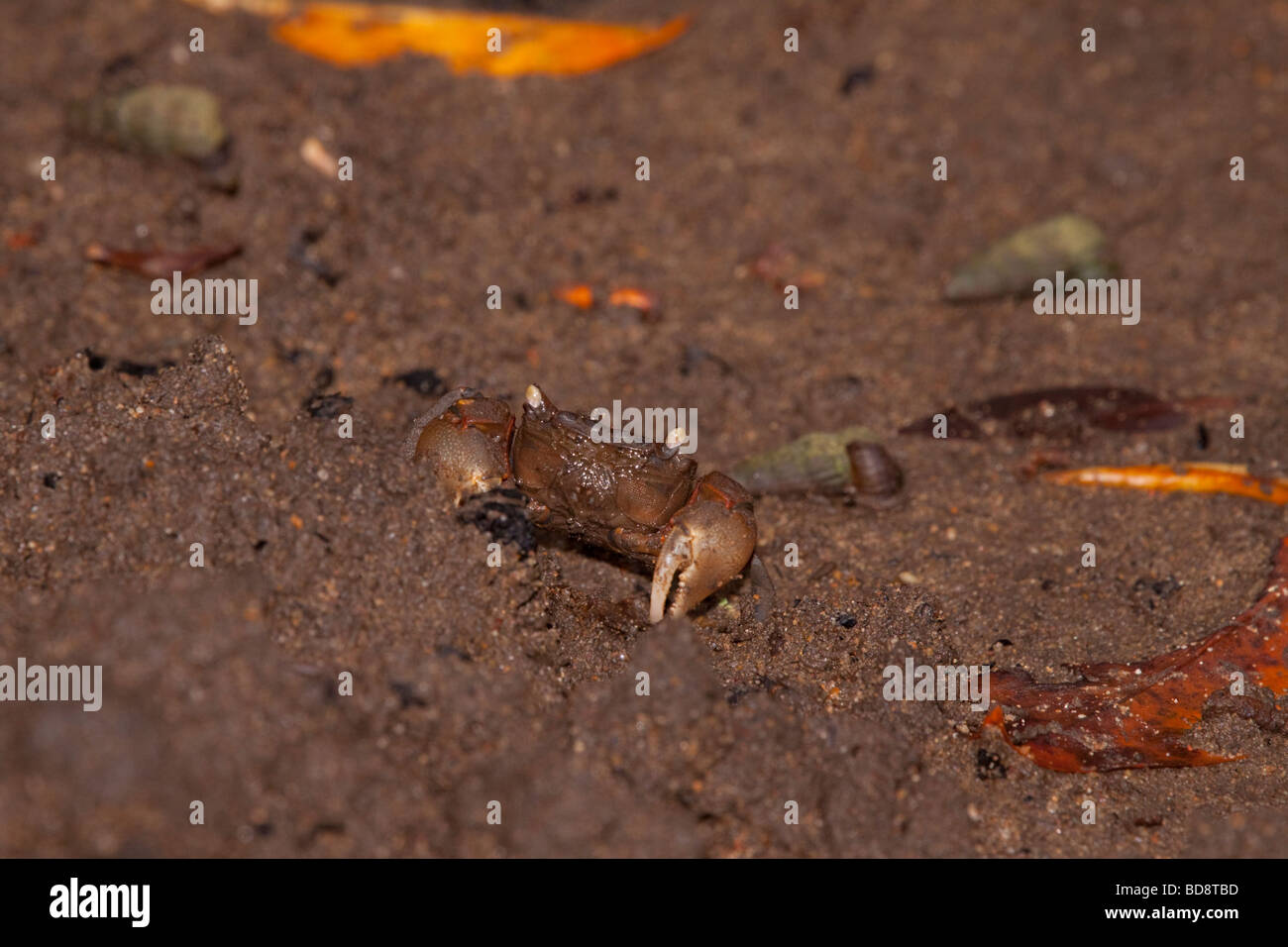 Fiedlerkrabbe. Umlalazi Naturschutzgebiet, Kwazulu-Natal, Südafrika. Stockfoto