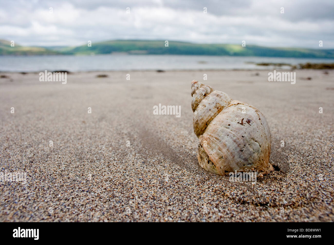 Muschel auf die Küste Landschaft Stockfoto