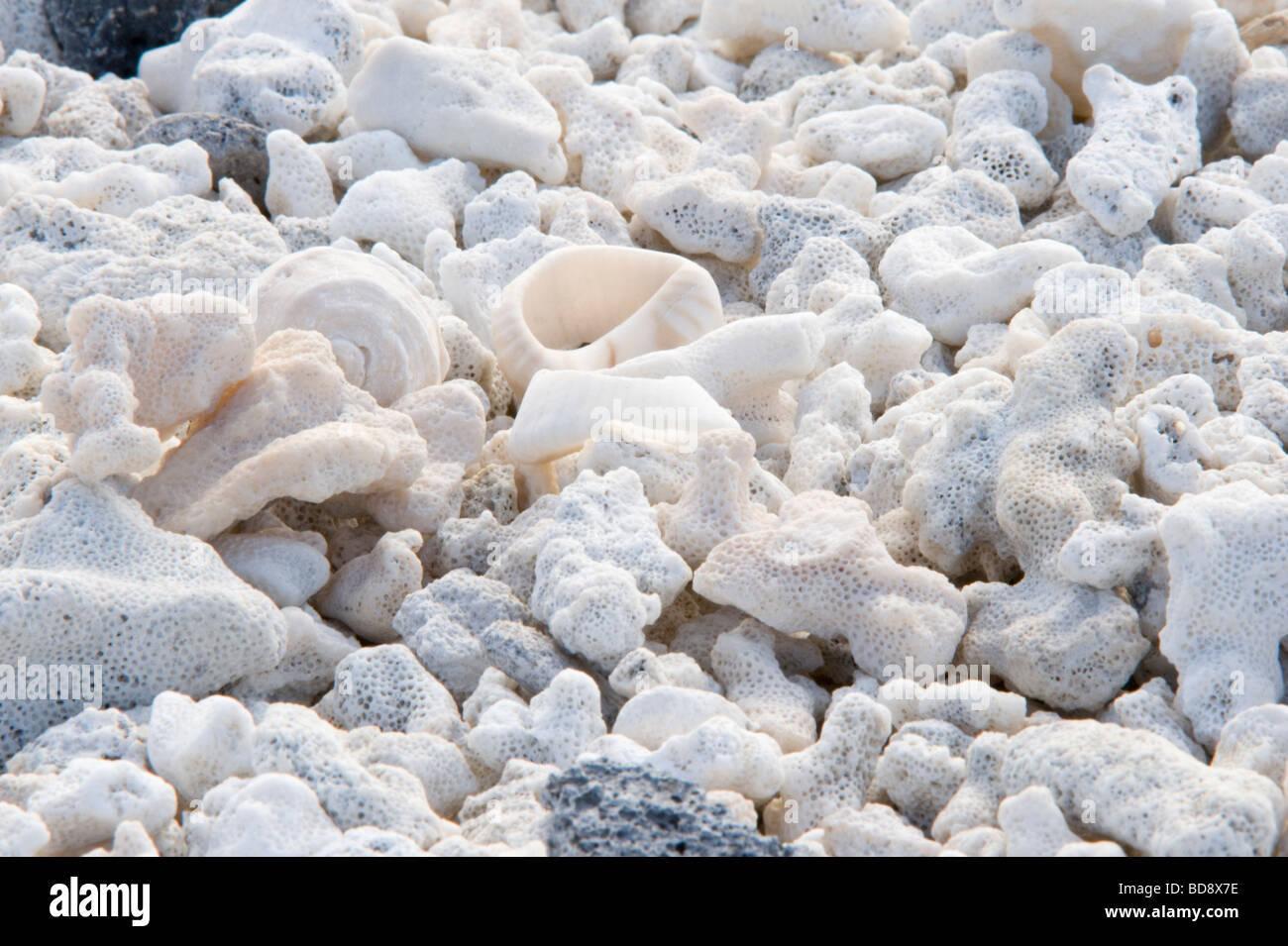 Weg mit Fragmenten von Muscheln und Korallen Sombrero Chino Insel Santiago Galapagos Ecuador Pazifischen Ozean Stockfoto