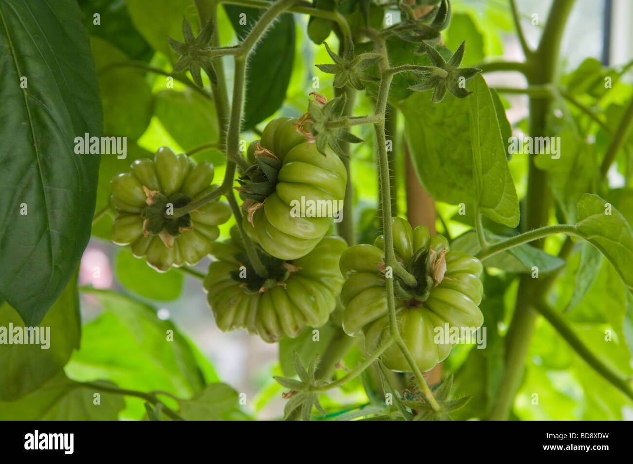 Tomaten wachsen Stockfoto