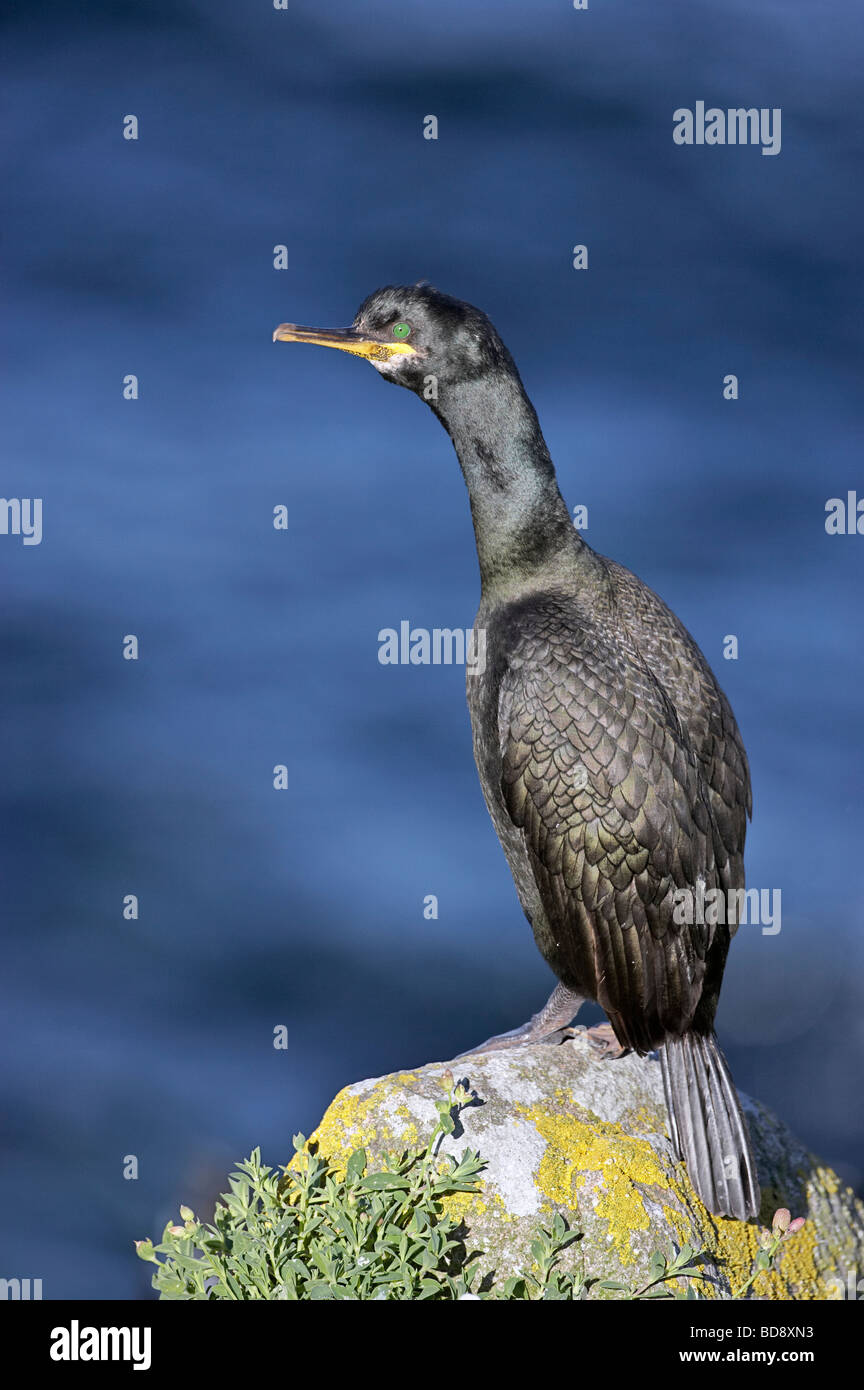 Shag Phalacrocorax Aristotelis Saltee Inseln Co Wexford, Irland Stockfoto