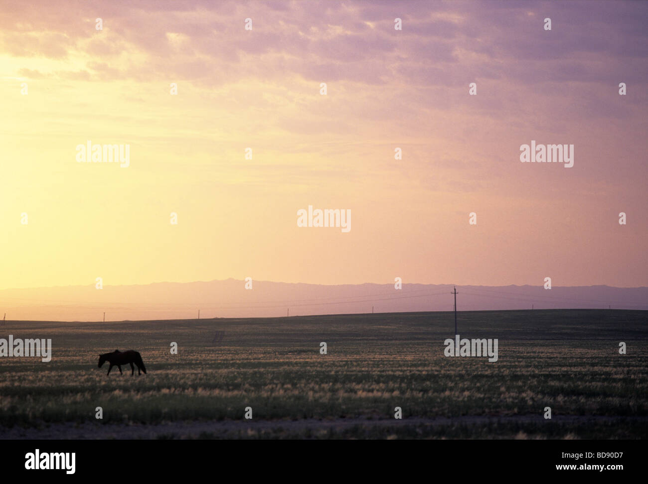 Pferd im Sunrise in der Gobi-Wüste, Mongolei Stockfoto