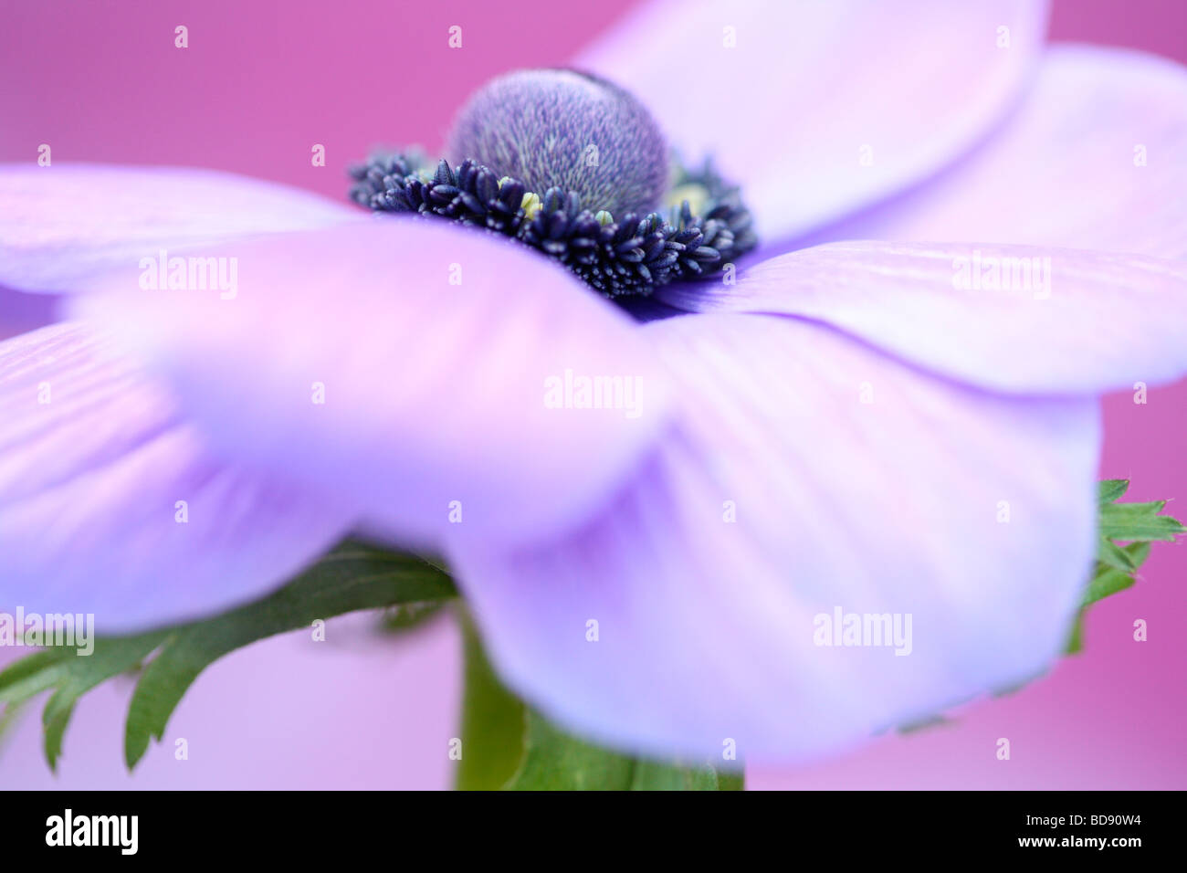 weich und romantisch lila Anemone Blüte auf lila Kunstfotografie Jane Ann Butler Fotografie JABP532 Stockfoto