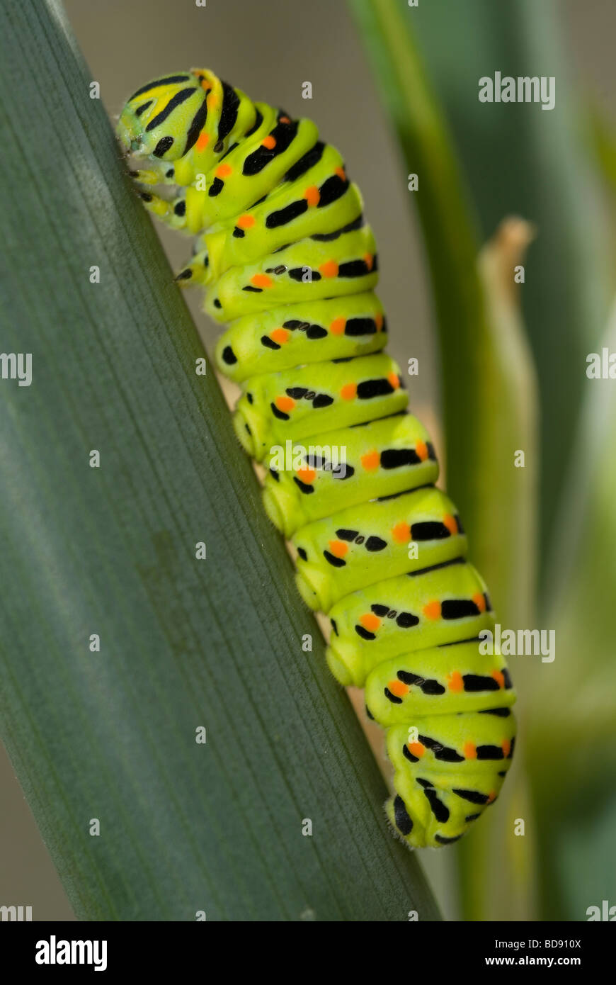 Schmetterling-Raupe Schwalbenschwanz (Papilio Machaon) Stockfoto