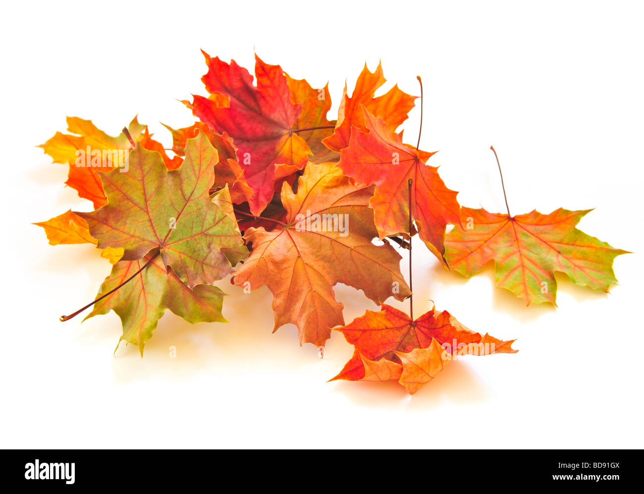 Trockene Herbstblätter bunte auf weißem Hintergrund Stockfoto
